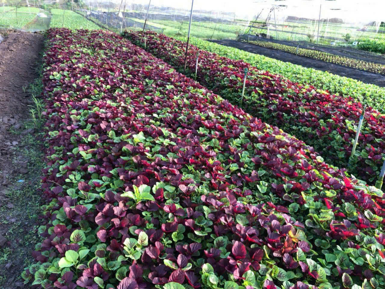 CÔNG TY TNHH THỰC PHẨM HAPPY FARM
